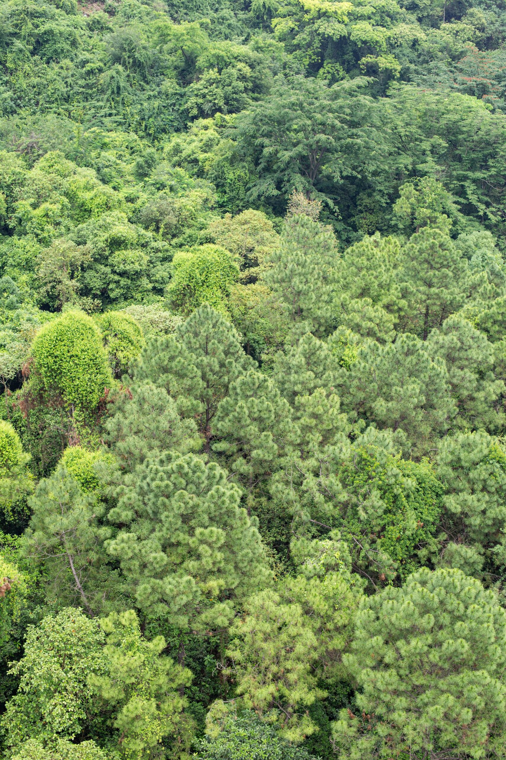 Misty forest canopy seen from above