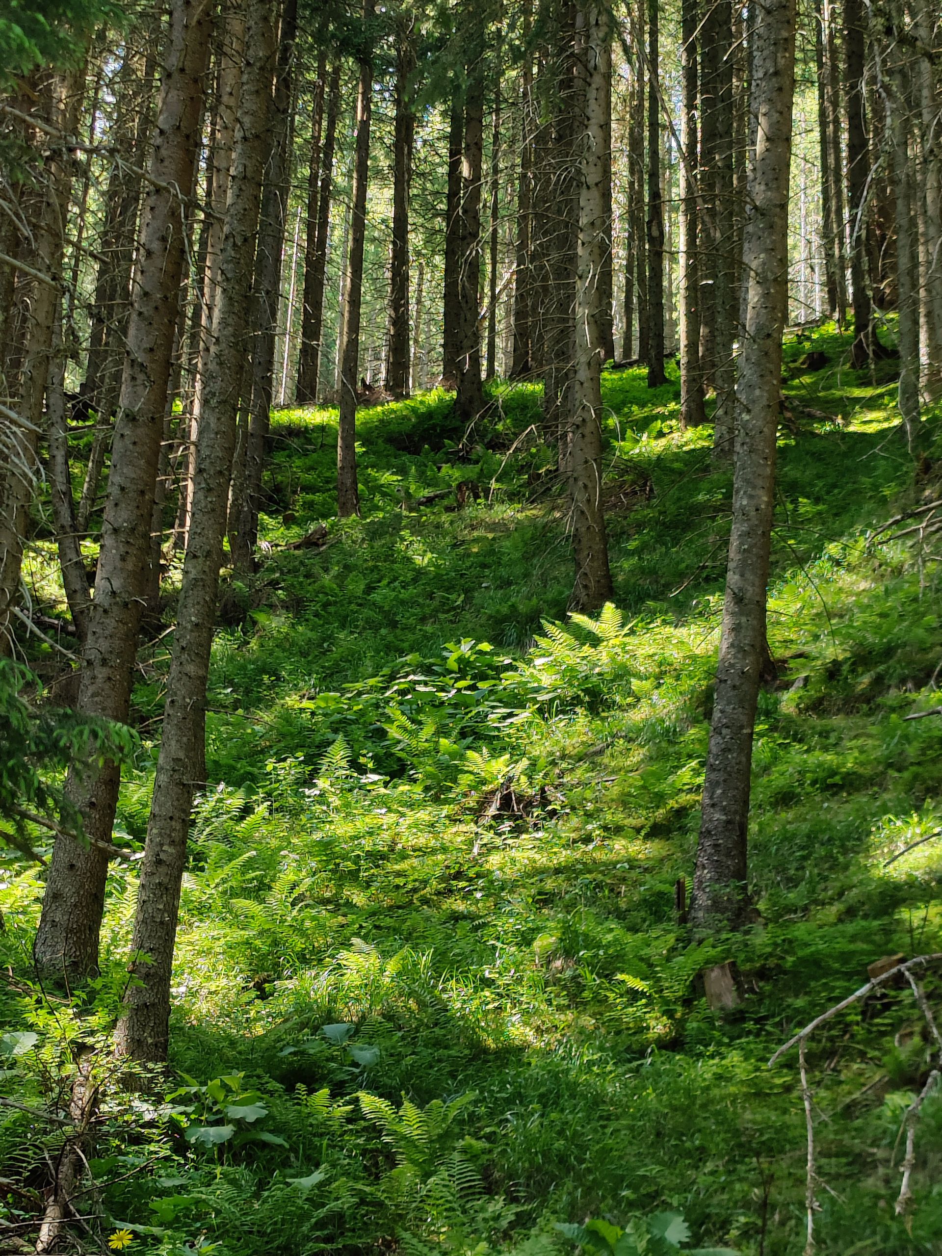 Sunlight filtering through forest ferns