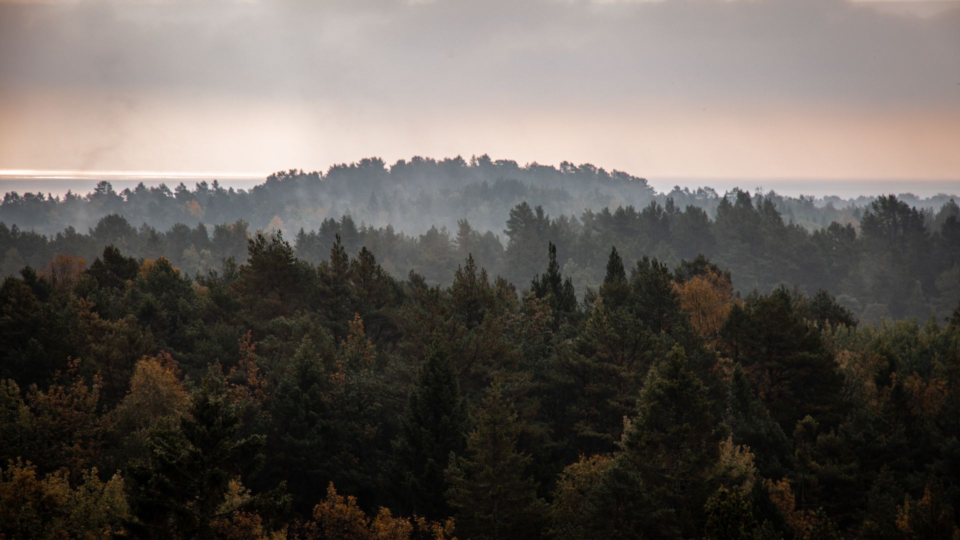 Services Misty forest canopy seen from above