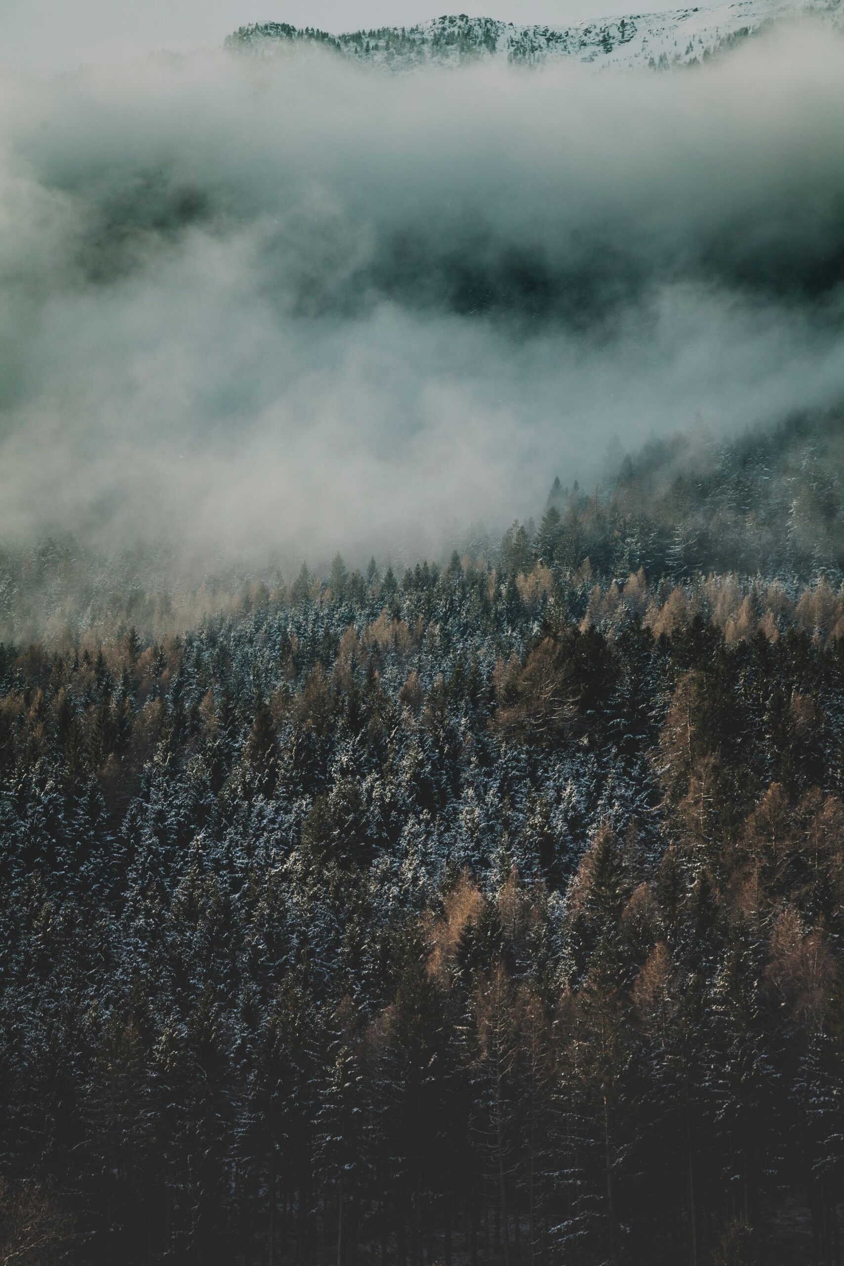 Home Misty pine forest canopy at dawn